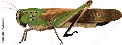 トノサマバッタ migratory locust