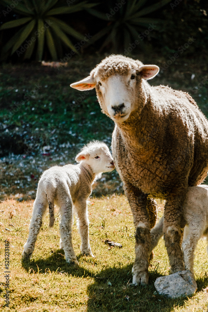 Fototapeta premium sheep with her newborn sheep showing mother's love in animals