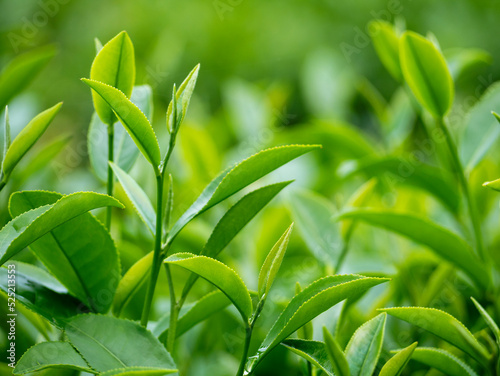 Green tea tree leaves field young tender bud herbal Green tea tree in camellia sinensis organic farm. Close up Fresh Tree tea plantations mountain green nature in herbal farm plant background morning