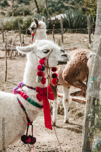 Peruvian llamas with traditional decoration