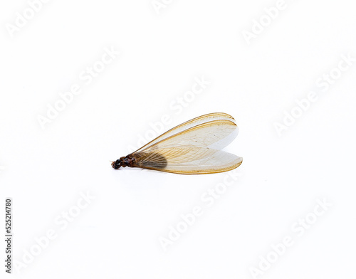 Wings of moths, orange, brown, are translucent and fragile. The pattern is an oblique curve that intersects the shape of the wings. There are wrinkles in some areas. white background. Termite.