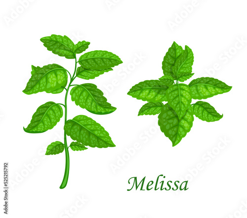 Melissa leaves and branch, cartoon vector mint stem. Peppermint or spearmint aromatic condiment of tea and cooking herbs. Isolated garden plant, spice, seasoning