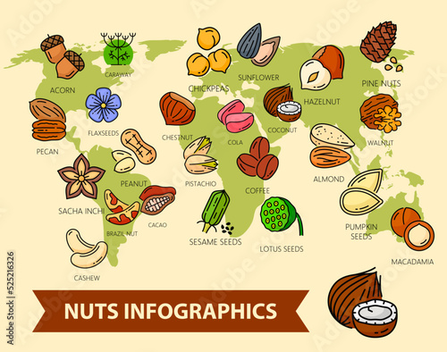 World map with nuts and seeds. Infographics of vector cashew, peanut, almond and walnut, pistachio, hazelnut and coconut. Chestnut, pecan, acorn and pine nuts, sesame and flax seed exporting countries