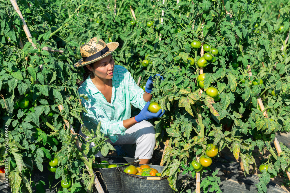 Asian woman in hat picking green tomatoes from shrubs in garden.