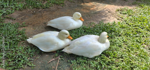 Three Peking Ducks are sitting and resting on the ground and have a lawn in the garden. Anas domestica L., its body is completely white. yellow-orange mouth The shins and feet are reddish-orange. Yell photo