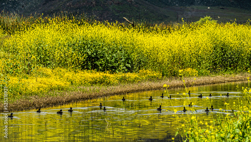 Ducks in lake at Lake Perris State Recreation Area photo