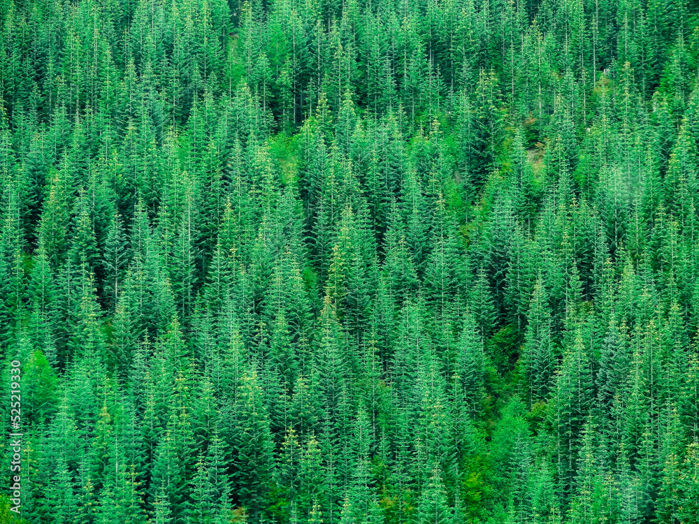 Evergreen Pine Trees in Forrest Evergreen Pine Trees in Forrest