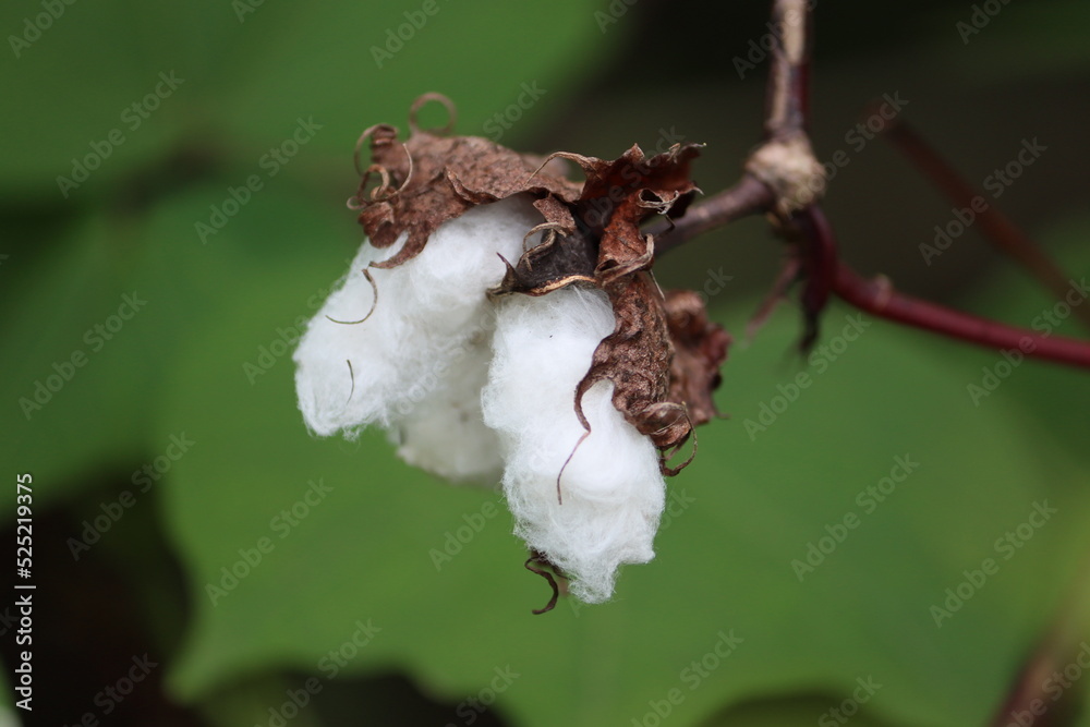 Gossypium herbaceum, commonly known as Levant cotton, is a species of