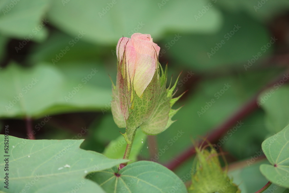 Gossypium herbaceum, commonly known as Levant cotton, is a species of cotton native to the semi-arid regions of sub-Saharan Africa, where it still grows in the wild as a perennial shrub. Gossypium herbaceum, commonly known as Levant cotton, is a species of cotton native to the semi-arid regions of sub-Saharan Africa, where it still grows in the wild as a perennial shrub.