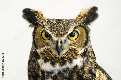 Great Horned owl with yellow eyes