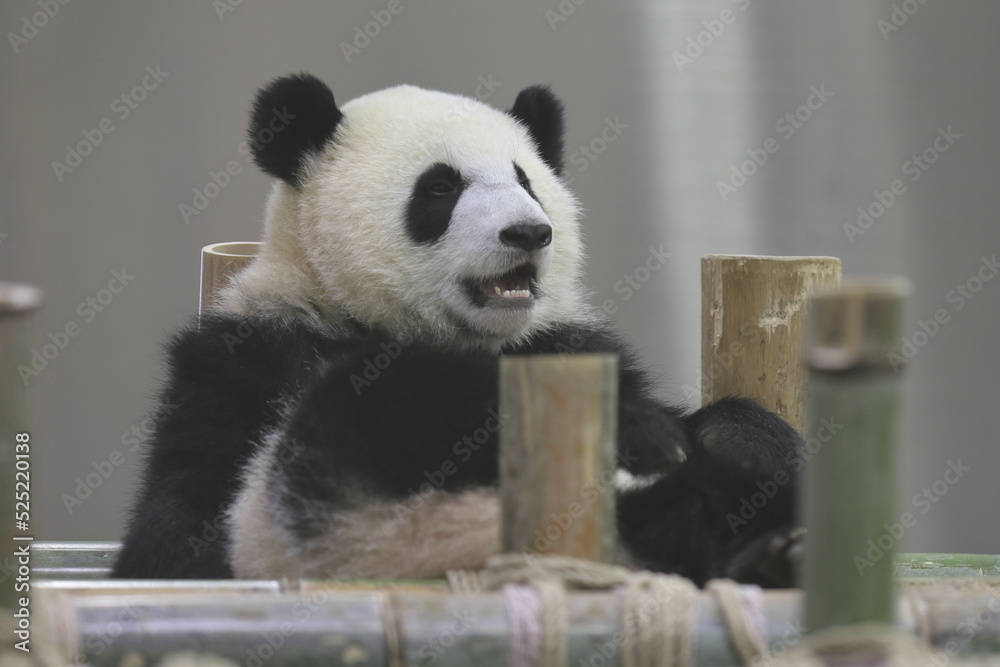 Fototapeta premium パンダ