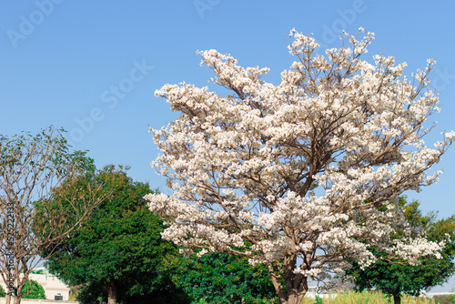 tree blossom © Obed