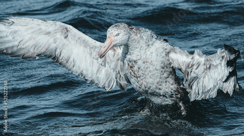 Macronectes halli pelagic birds ocean photo