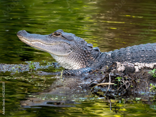 american alligator resting in the middle of a pond