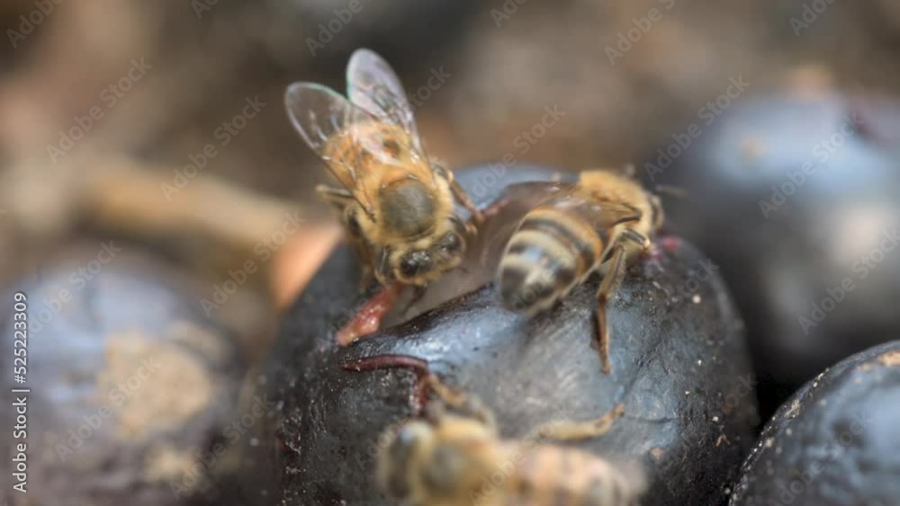 Honey bees are attracted to the sweet fruits of Honey bees are attracted to the sweet fruits of