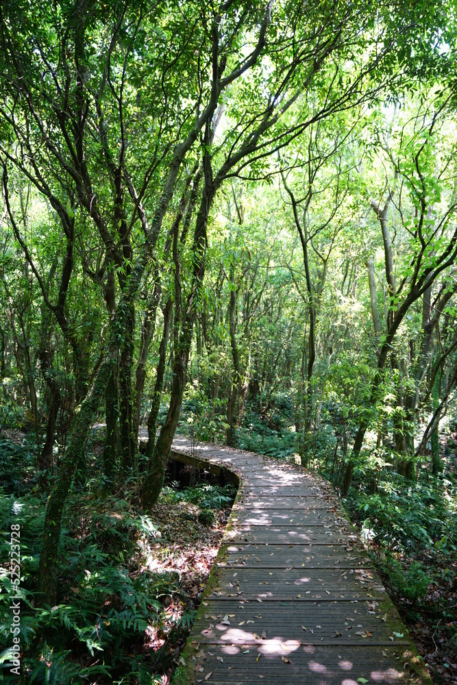 Naklejka premium fine spring forest in the refreshing sunlight