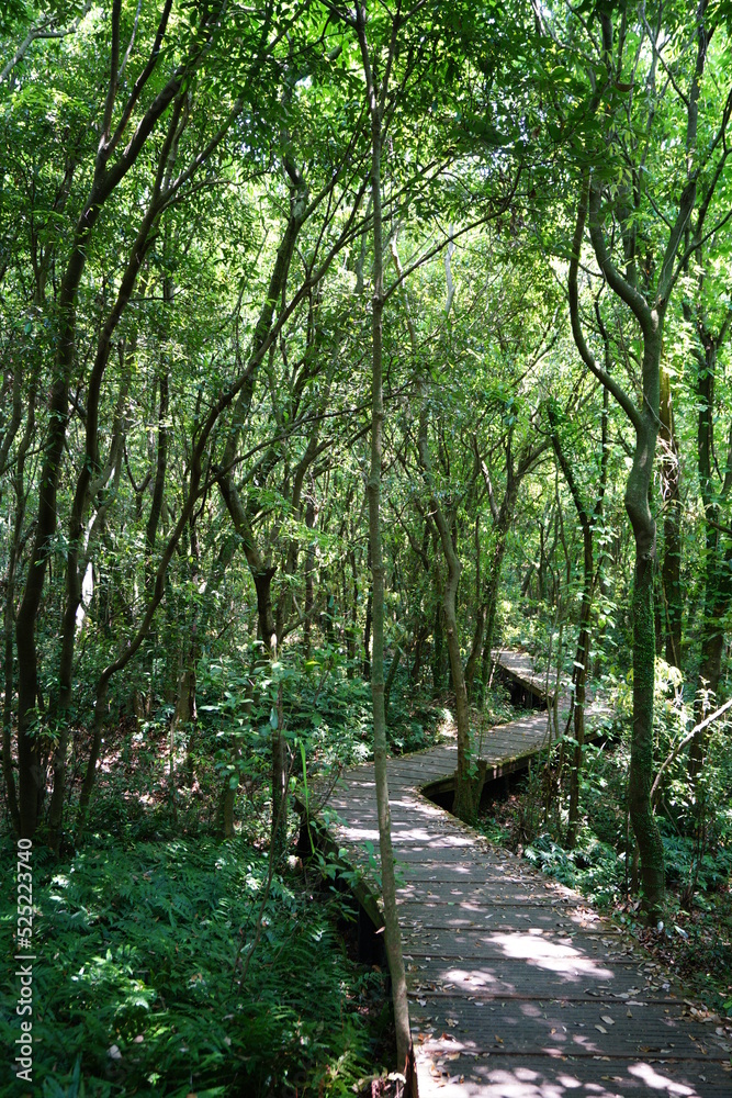 Fototapeta premium fine spring forest in the refreshing sunlight