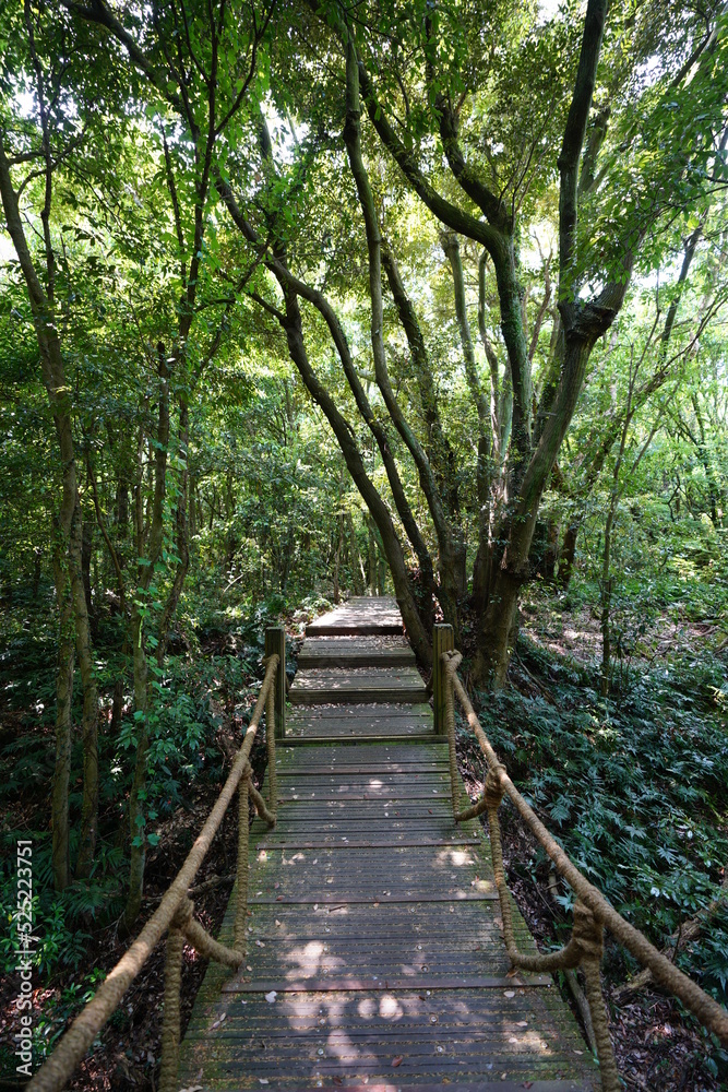 Fototapeta premium boardwalk to thick wild forest