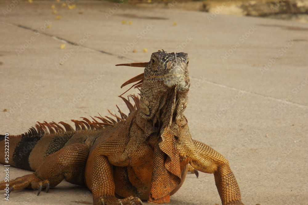 Fototapeta premium Portrait of Green Iguana(Iguana Iguana) looking to the front on the ground with yellow,amber and orange skin tone with soft sun light,retrato de iguana verde con piel amarrila,ámbar y naranja