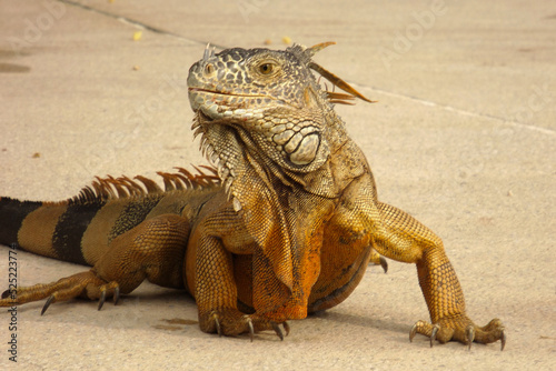 Portrait of green iguana with orange and amber skin tone on the ground looking left smiling,Retrato de iguana verde con tono de piel naranja y ámbar en el suelo mirando a la izquierda sonriendo