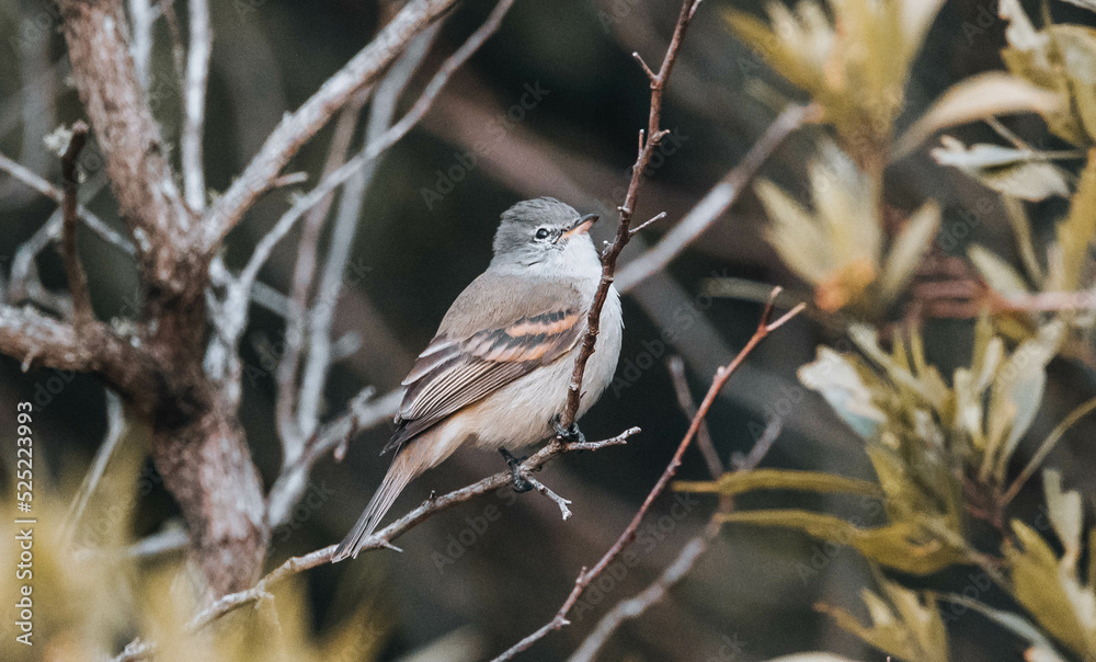 Obraz premium bird on a branch