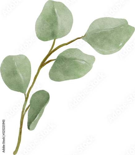 Eucalyptus Watercolor Leaves Illustration © ABC Vector