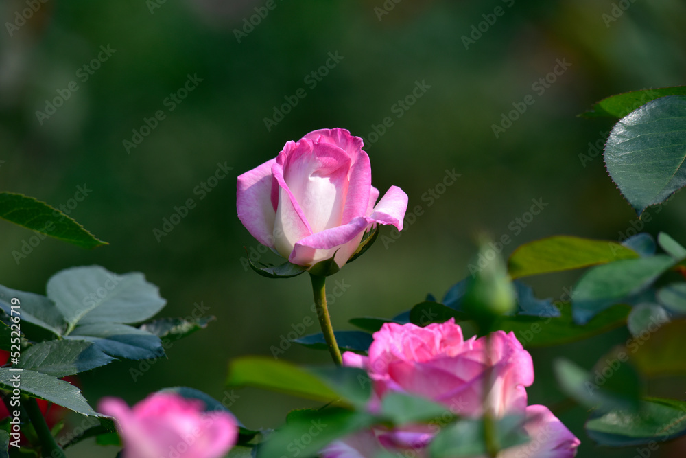 beautiful blooming pink rose garden. Roses are grown for sale. Business of exporting roses and seedlings concept.