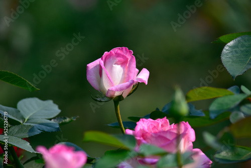 beautiful blooming pink rose garden. Roses are grown for sale. Business of exporting roses and seedlings concept.