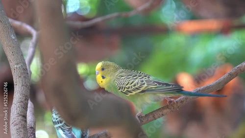 One budgerigar, melopsittacus undulatus bobbing, squawking and chasing the other one around on the tree branch to show to show territorial dominance at bird sanctuary, wildlife park.