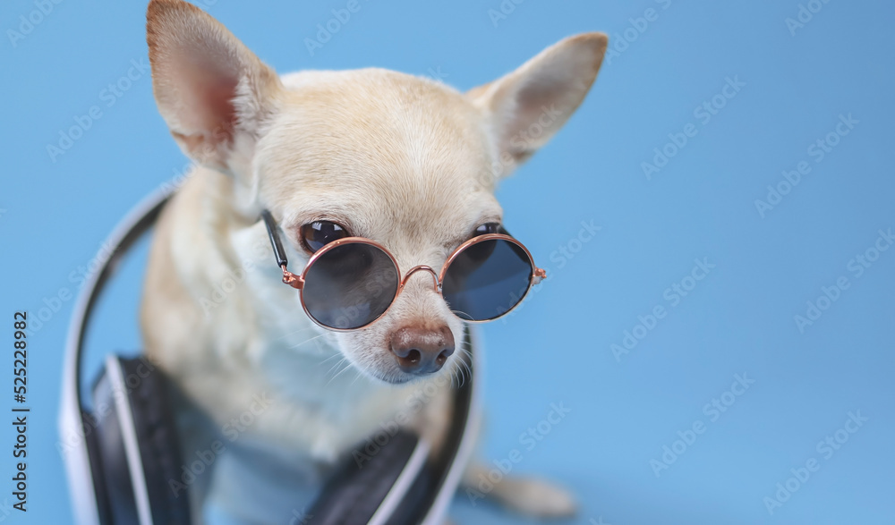 brown chihuahua dog wearing sunglasses and headphones around neck, sitting on blue background. Summertime traveling concept. Stock-foto | Adobe