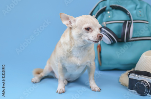 cute brown short hair chihuahua dog  sitting  on blue background with travel accessories, camera, backpack, headphones and straw hat. travelling  with animal concept.