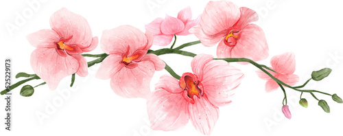 Fototapeta Naklejka Na Ścianę i Meble -  Pink Orchid Branch Watercolor