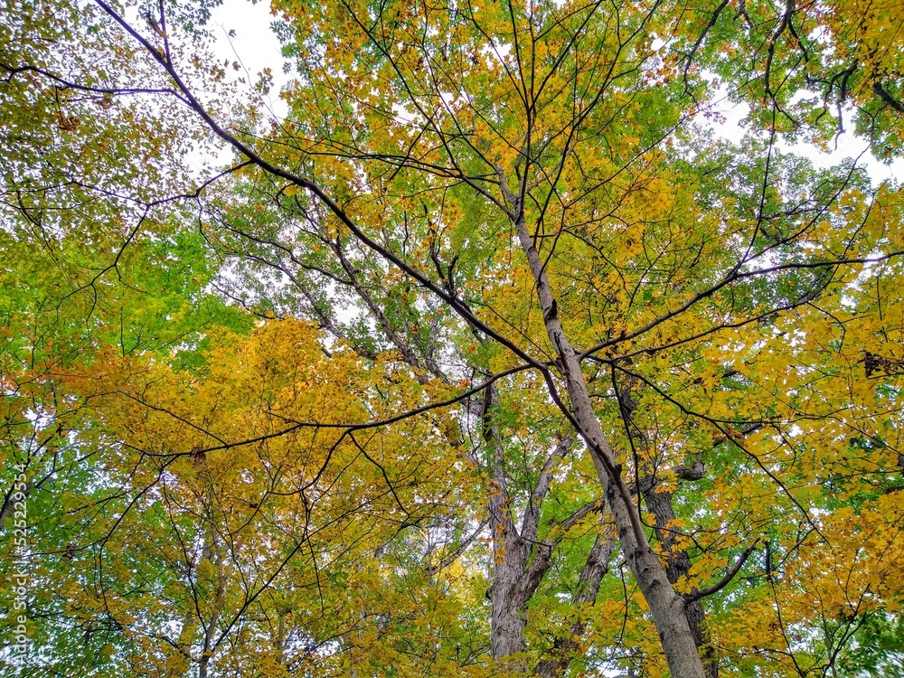 Thin Birch Tree With Spindly Branches in Autumn Forest Thin Birch Tree With Spindly Branches in Autumn Forest