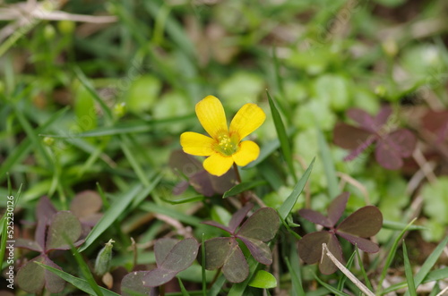 Oxalis corniculata f. rubrifolia (Akakatabami) photo