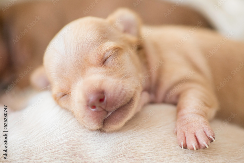 Sleeping Newborn chihuahua pure breed puppies dogs Sleeping Newborn chihuahua pure breed puppies dogs