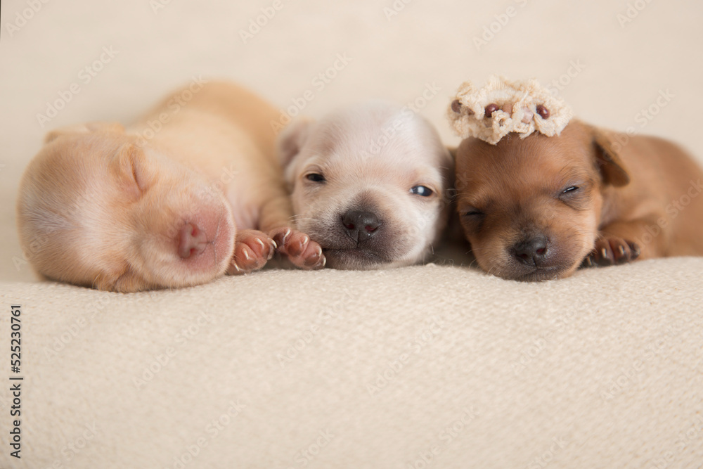 Sleeping Newborn chihuahua pure breed puppies dogs Sleeping Newborn chihuahua pure breed puppies dogs