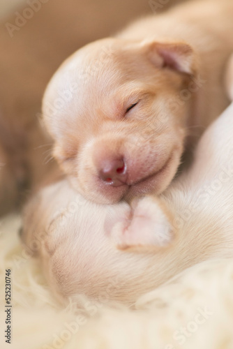 Sleeping Newborn chihuahua pure breed puppies dogs