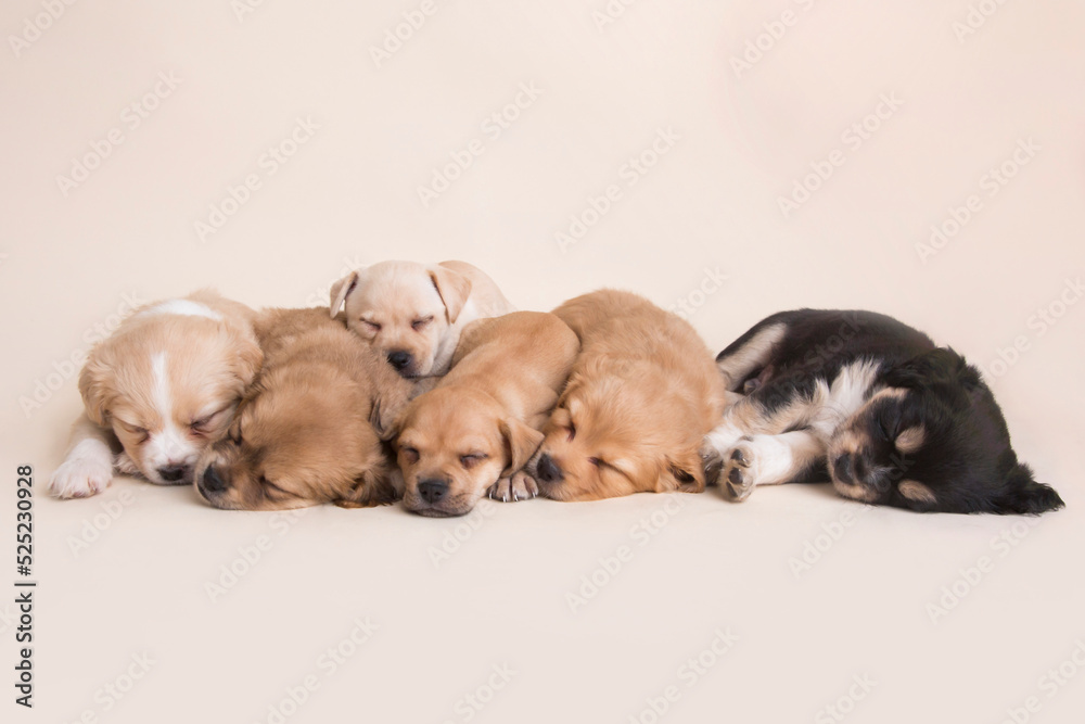 Sleeping Newborn mixed breed puppies dogs Sleeping Newborn mixed breed puppies dogs