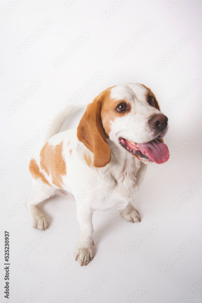 Beagle full grown adult pure breed dog