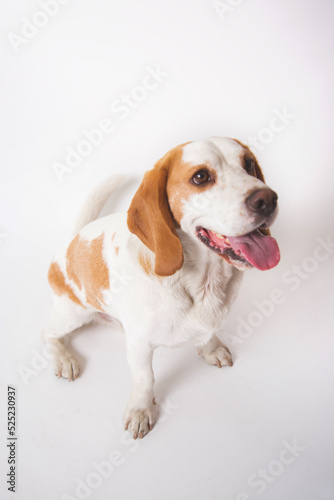 Beagle full grown adult pure breed dog © natrocfort