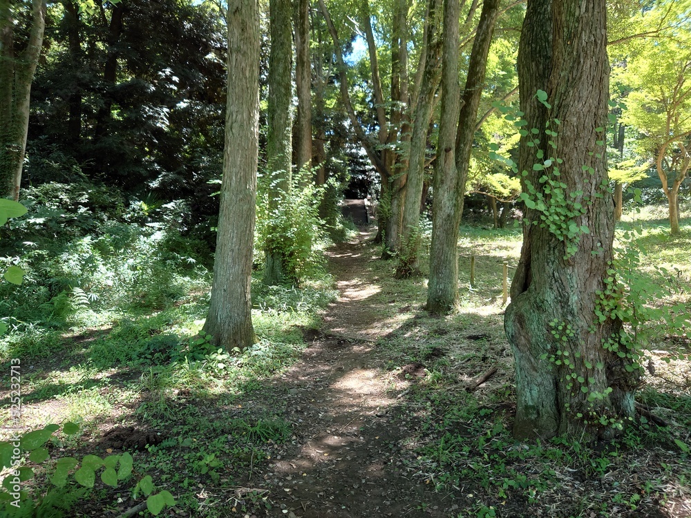 Fototapeta premium 樹木と木漏れ日が差す道