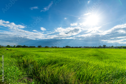 Scenic view landscape of Rice field green grass with field cornfield or in Asia country agriculture harvest with fluffy clouds blue sky daylight background. © Thinapob
