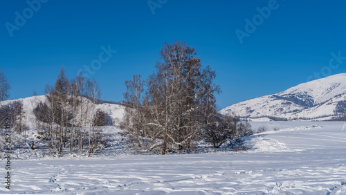 The valley is covered with pure white snow. Picturesque bare trees and mountains against a clear blue sky. Altai