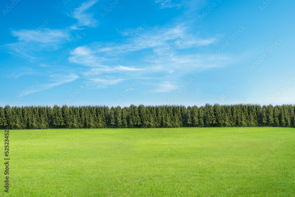 Landscape with pine forests Landscape with pine forests
