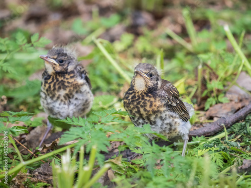 Two fieldfare chicks, Turdus pilaris, have left the nest and are sitting on the spring lawn. Fieldfare chicks sit on the ground and wait for food from its parents.