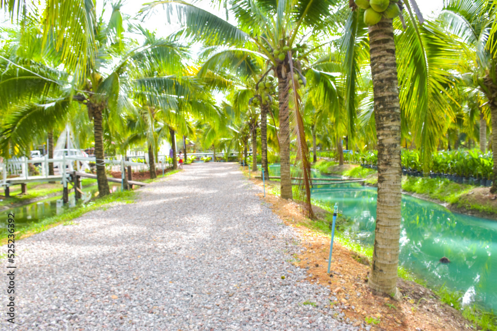 he entrance to the garden and resort is lined with coconut trees