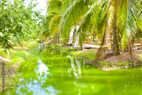 Coconut groves and beautiful water in a resort that relaxes tourists photo