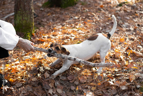 Εκτύπωση καμβά Jack Russell terrier bites a stick while walking in the park