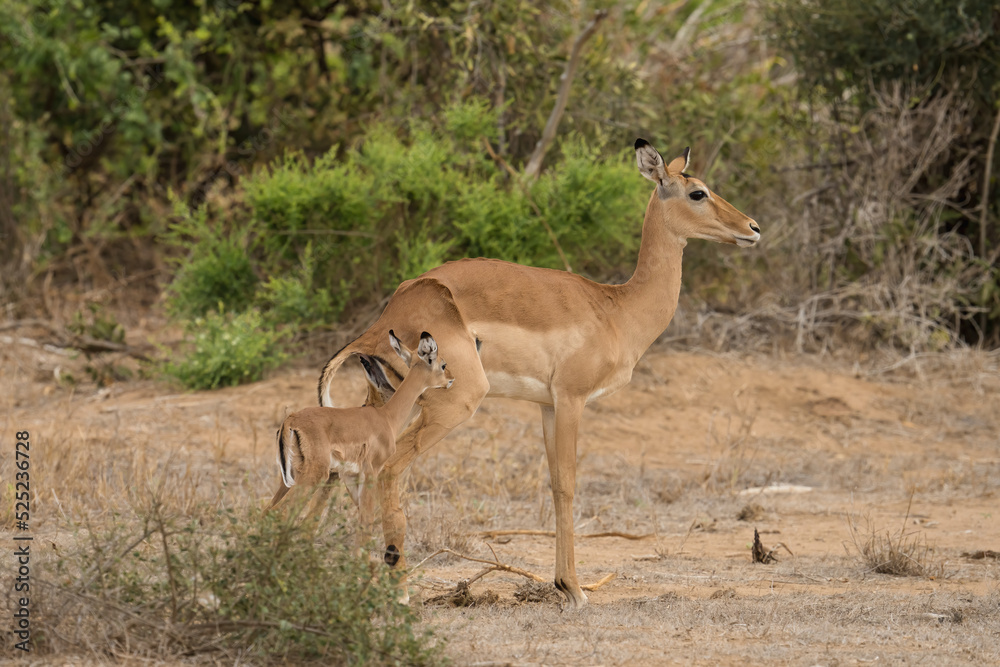 Antelope Thompson at Masai Mara National Reserve Kenya.