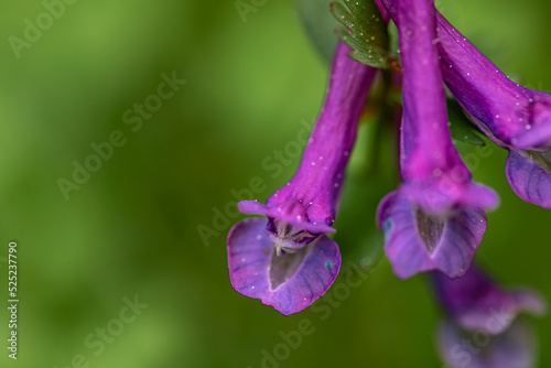 Corydalis solida flower growing in meadow, close up  photo